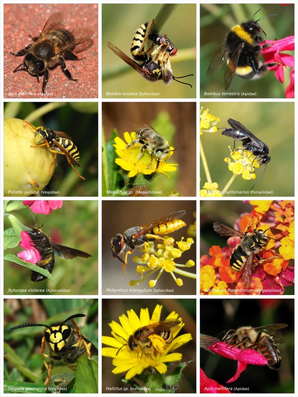 Bees_and_Wasps (600 x 798)